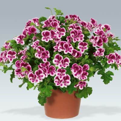 nglapelargon-angeleyes-randy-3st-sticklingar-1