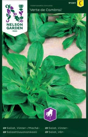 machsallat-vert-de-cambrai-1