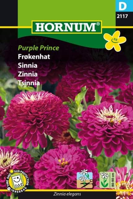 zinnia-purple-prince-1