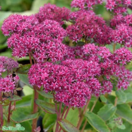 krleksrt-carl-12cm-kruka-1