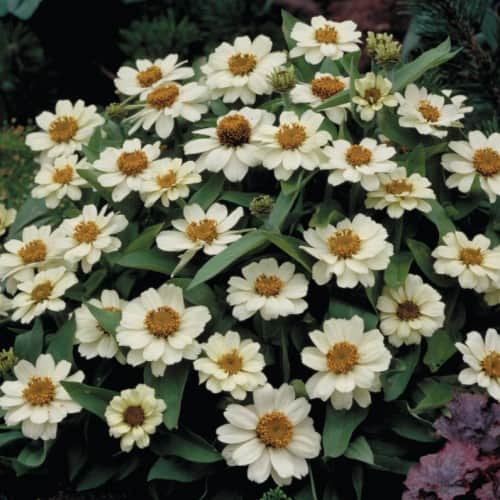 zinnia-profusion-double-white-105cm-kruka-1