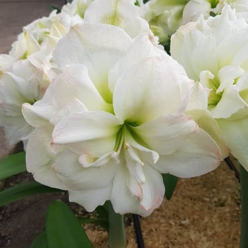 amaryllis-polar-belle-1st-1