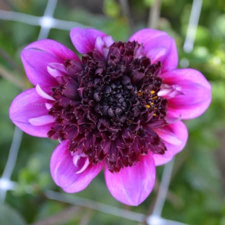 anemon-dahlia-missis-amy-1st-1