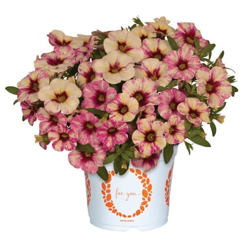 minipetunia-rainbow-hot-pink-105cm-kruka-1