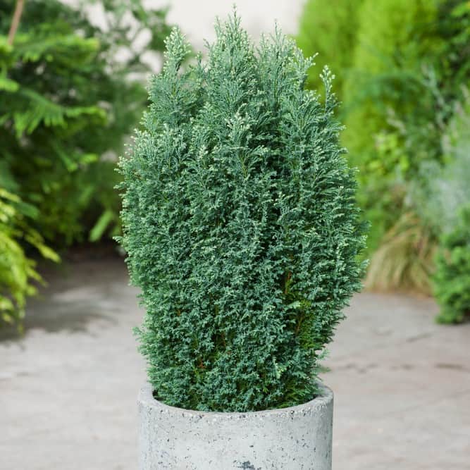 delcypress-snow-white-30-35-cm-1