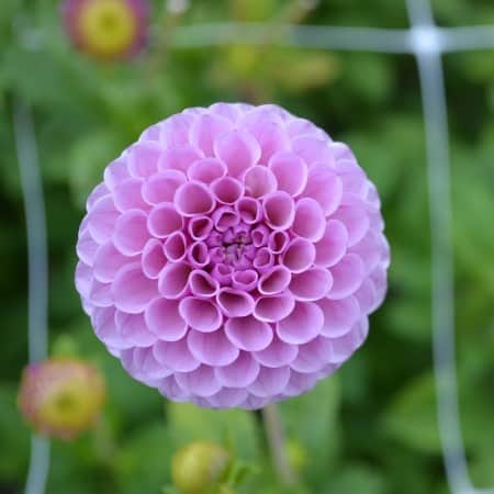 pompon-dahlia-lipoma-1st-1