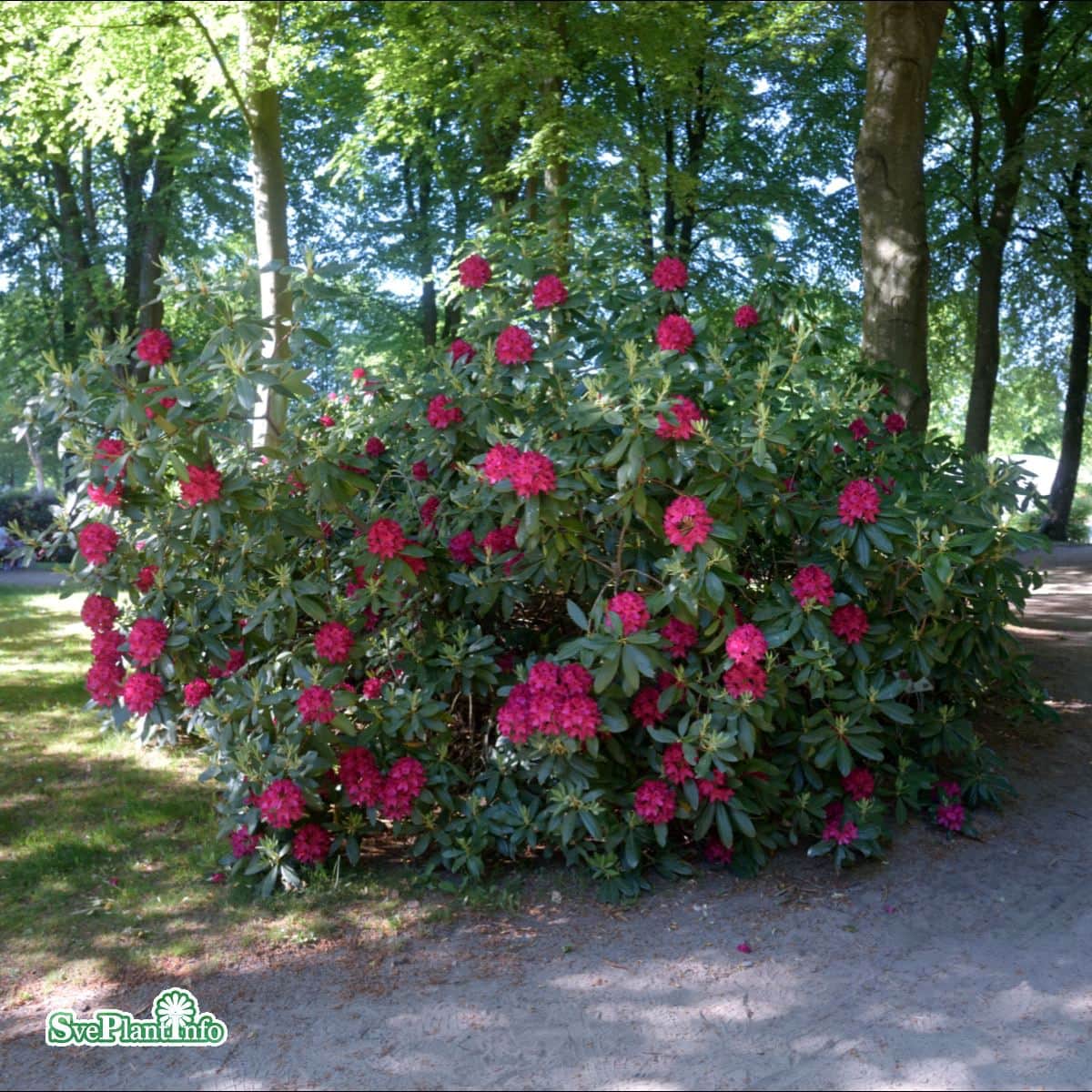 rhododendron-nova-zembla-co-30-40cm-3-pack-3
