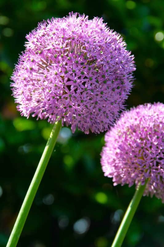 allium-prydnadslk-giganteum-1st-1
