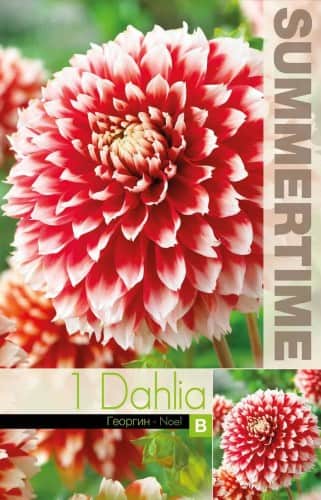 dekorativ-dahlia-noel-1st-1