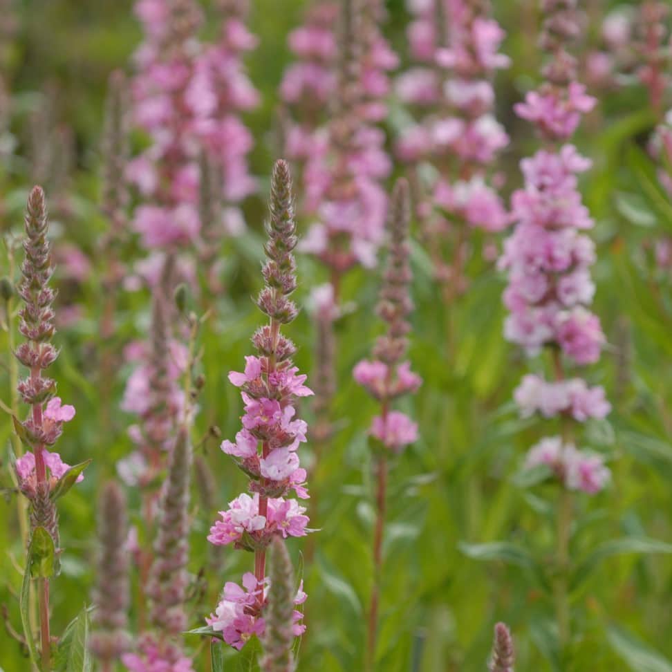 fackelblomster-blush-1st-barrotad-1
