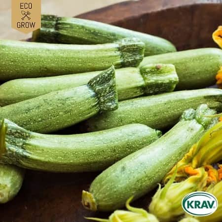 sommarsquash-albarello-di-sarzana-krav-mrkt-1