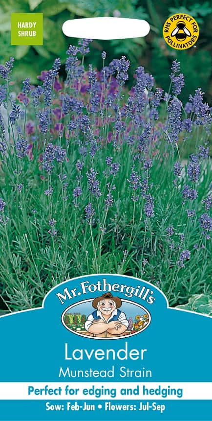 lavendel-munstead-1