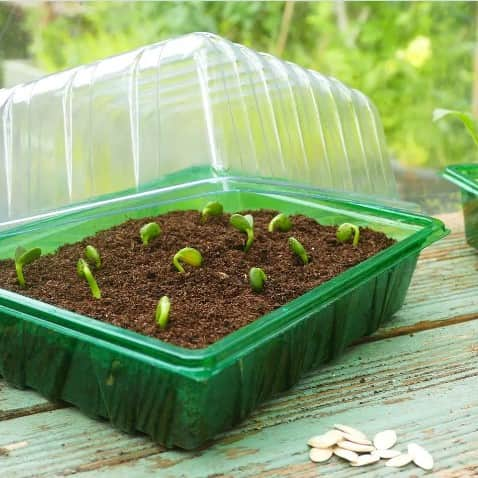 lock-till-half-seed-tray-1st-1