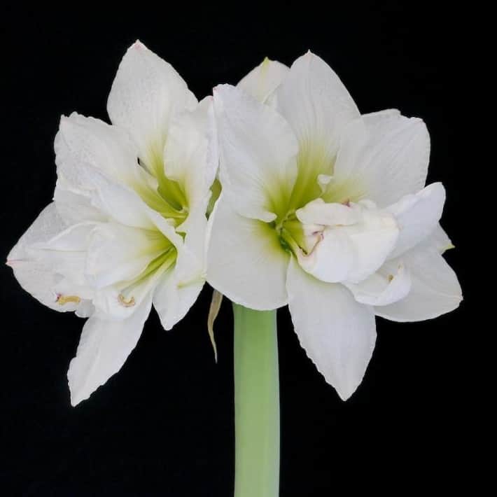 amaryllis-white-nymph-1st-1