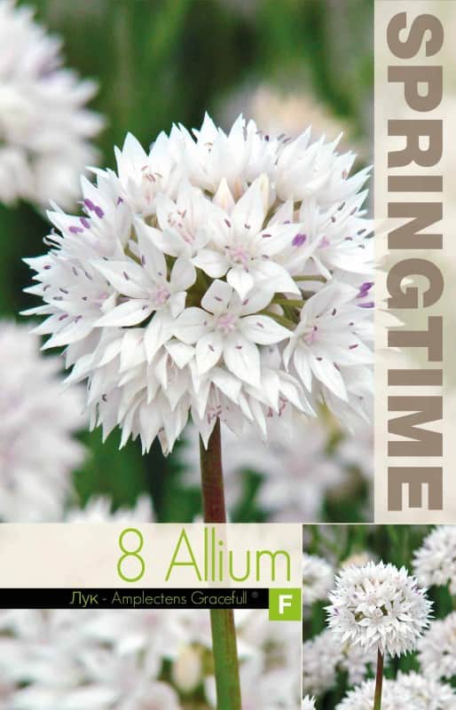 allium-papperslk-graceful-beauty-8st-2