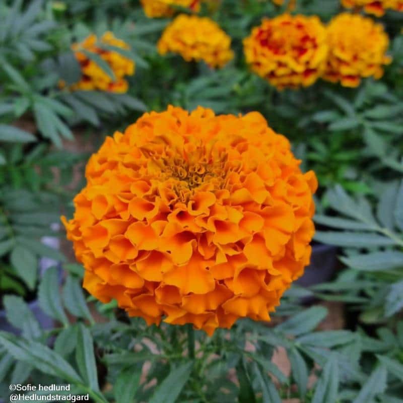 stor-tagetes-lady-orange-9cm-kruka-3