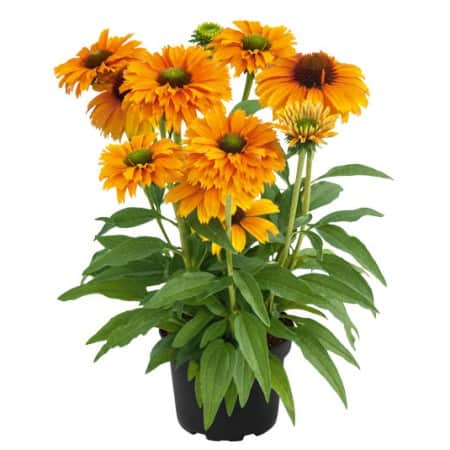 solhatt-sunseekers-mineola---3-plantor-1