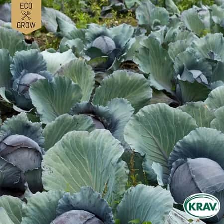 rdkl-tte-noire-3-krav-mrkt-1