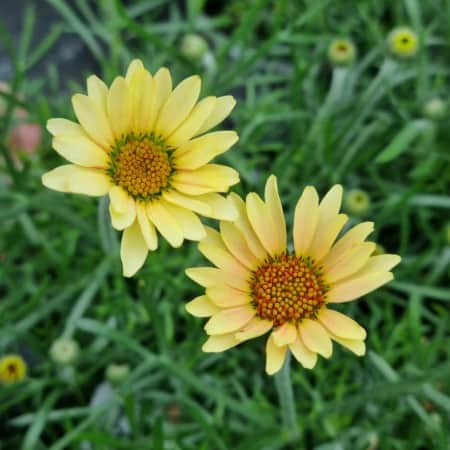 atlaskrage-zagora-yellow-105cm-kruka-2