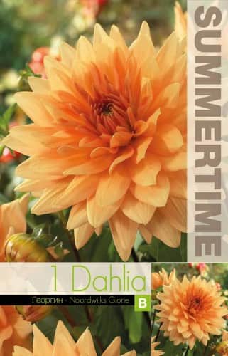dekorativ-dahlia-noordwijks-glorie-1st-1
