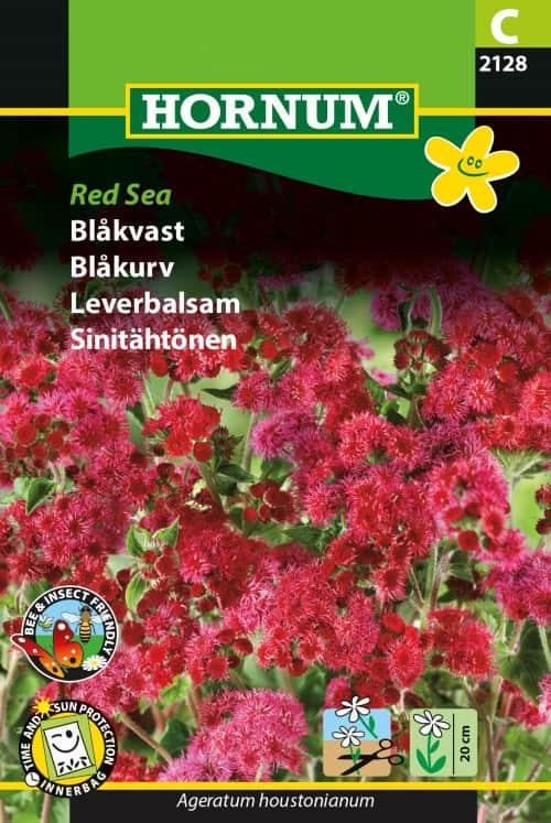 ageratum-red-sea-1