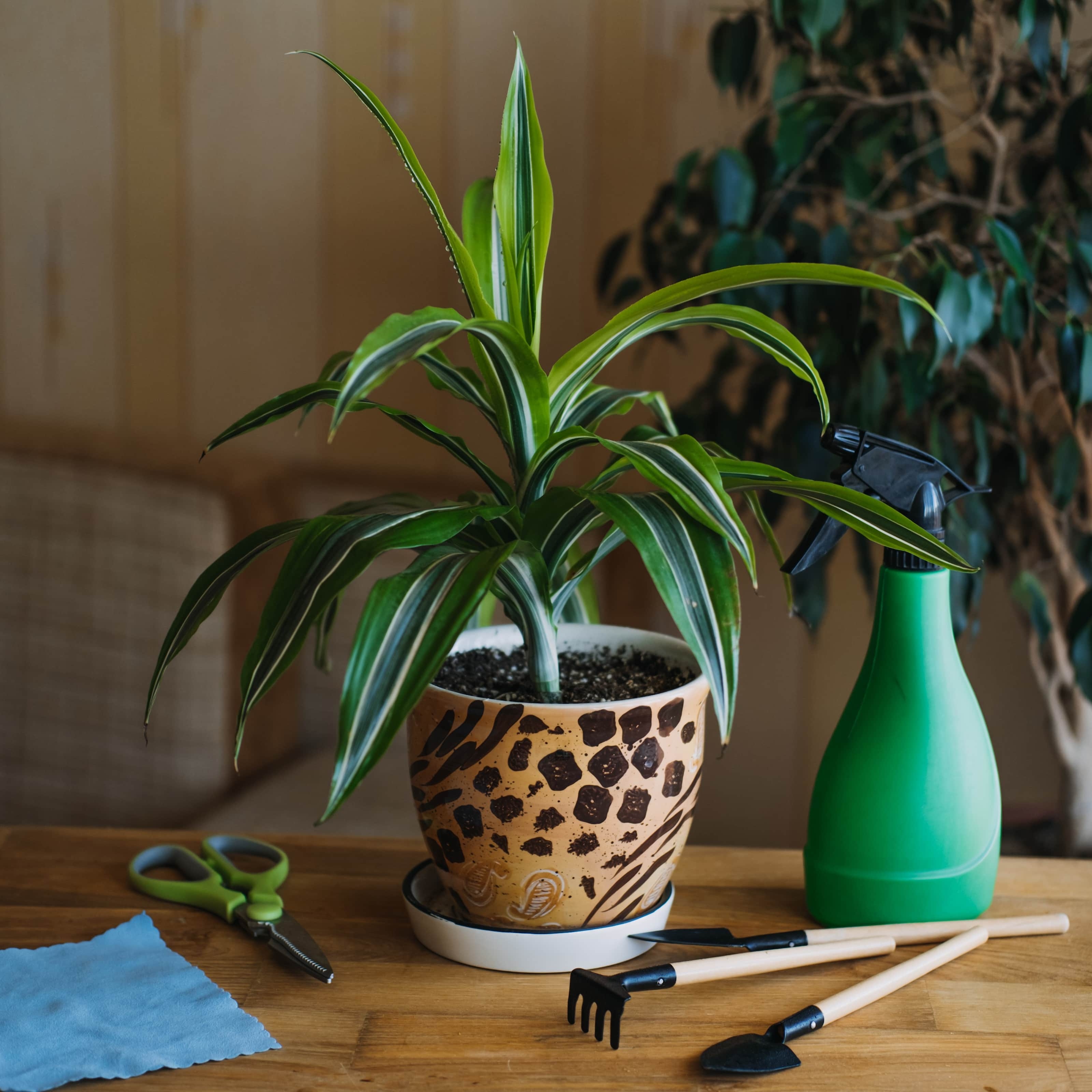 doftdracena-lemon-lime-12cm-kruka-1