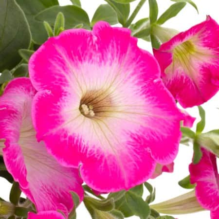 petunia-tea-rose-morn---3-plantor-1