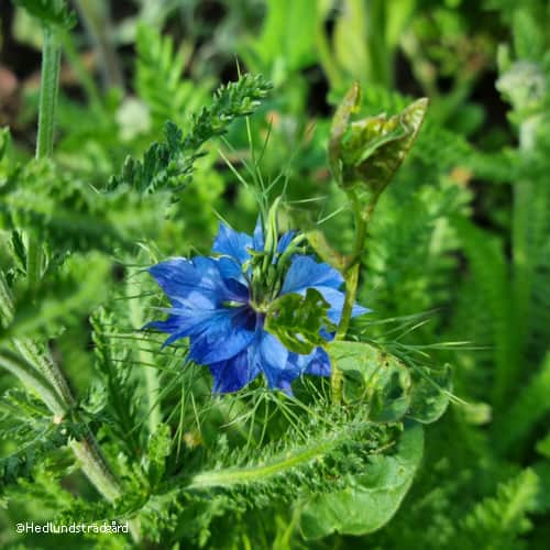 jungfrun-i-det-grna-miss-jeckyll---3-plantor-1