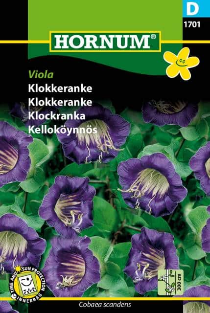klockranka-viola-1