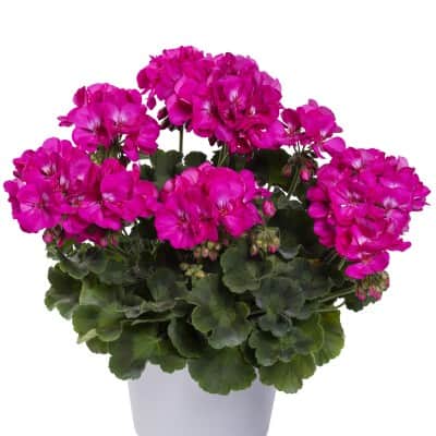 zonalpelargon-twoinone-violet-3st-sticklingar-1