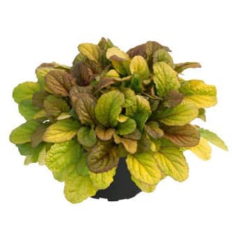 revsuga-caramel-12cm-kruka-1