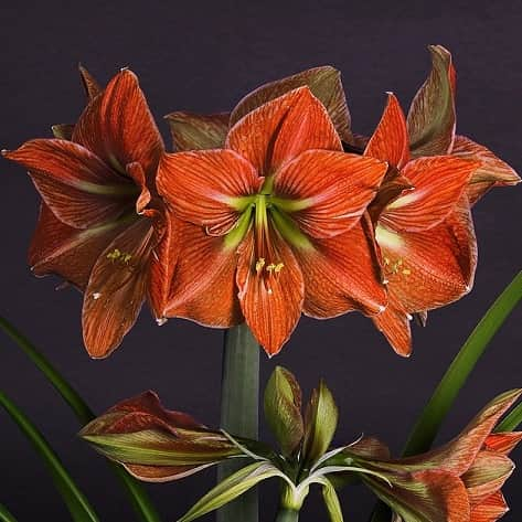 amaryllis-terra-cotta-star-1st-1