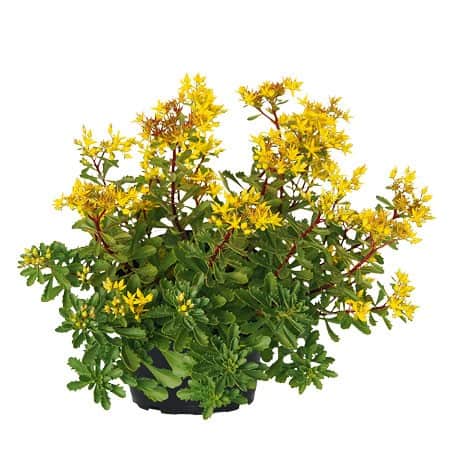 smaragdfetblad-12cm-kruka-1