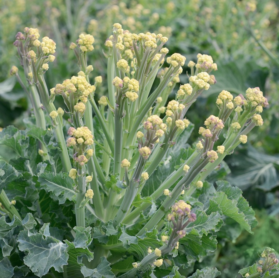 Broccoli ’White Sprouting Burbank ’, frö