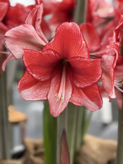amaryllis-charisma-1st-1