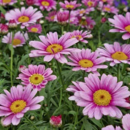 margerit-madeira-pink-halo-12cm-kruka-1