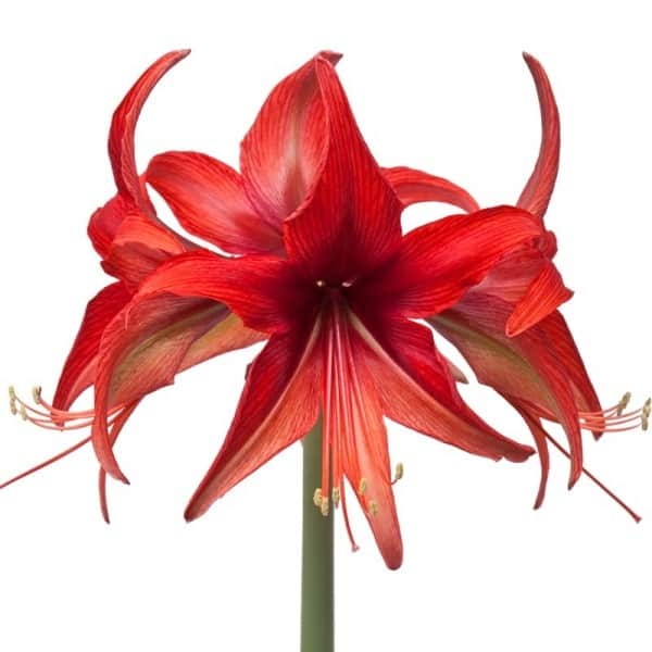 amaryllis-bogota-1st-1