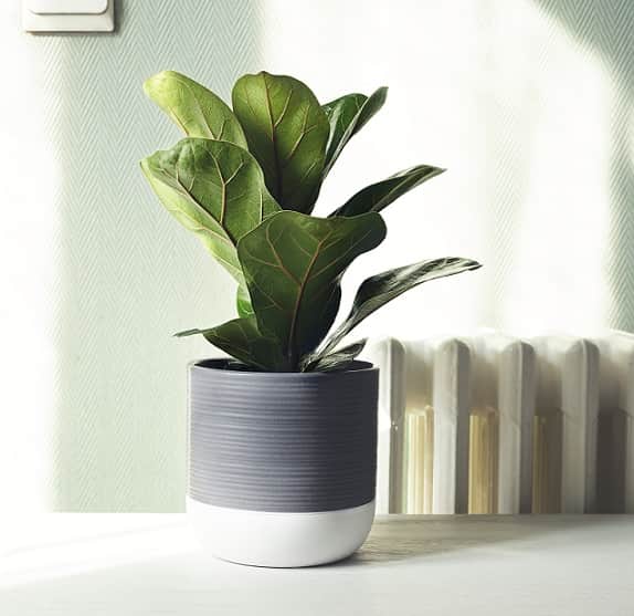 fiolfikus-bambino-12cm-kruka-1