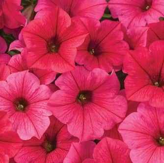 petunia-vista-paradise-105cm-kruka-1