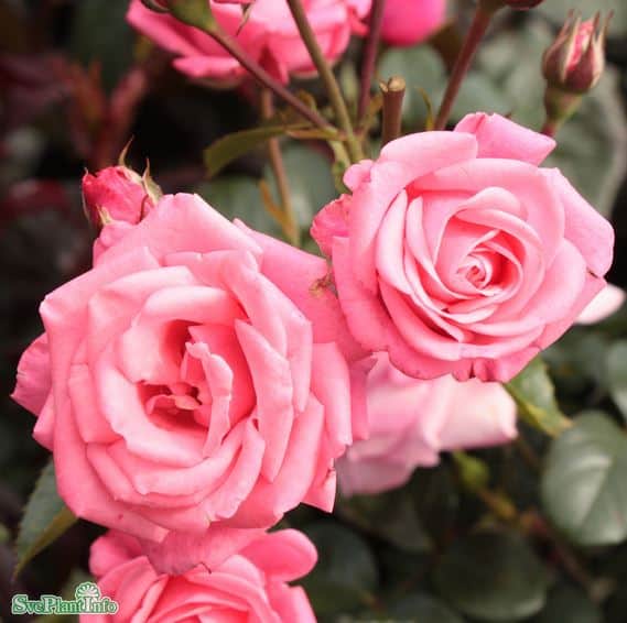 floribundaros-bella-rosa-5-pack-barrot-1