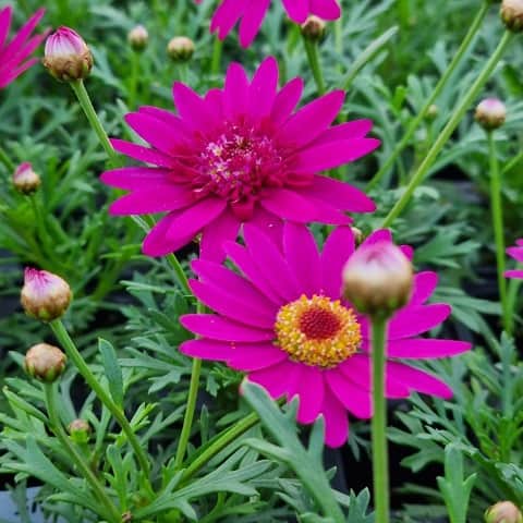margerit-madeira-crested-hot-pink---3-plantor-1
