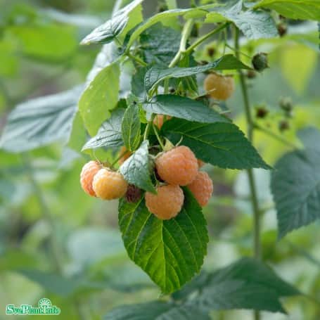 hallon-golden-queen-jumboplugg-1