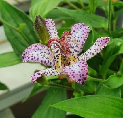skugglilja-pink-freckles-13cm-kruka-1