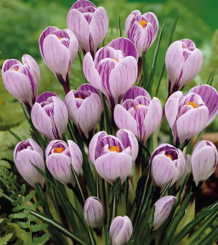 krokus-storblommig-pickwick-12st-1