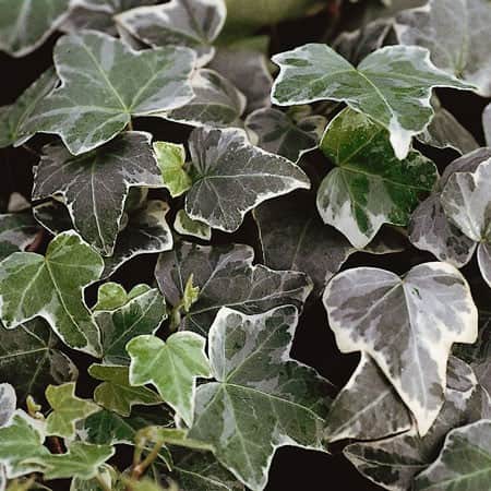 murgrna-glacier-12cm-kruka-1