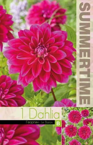 dekorativ-dahlia-le-baron-1st-1