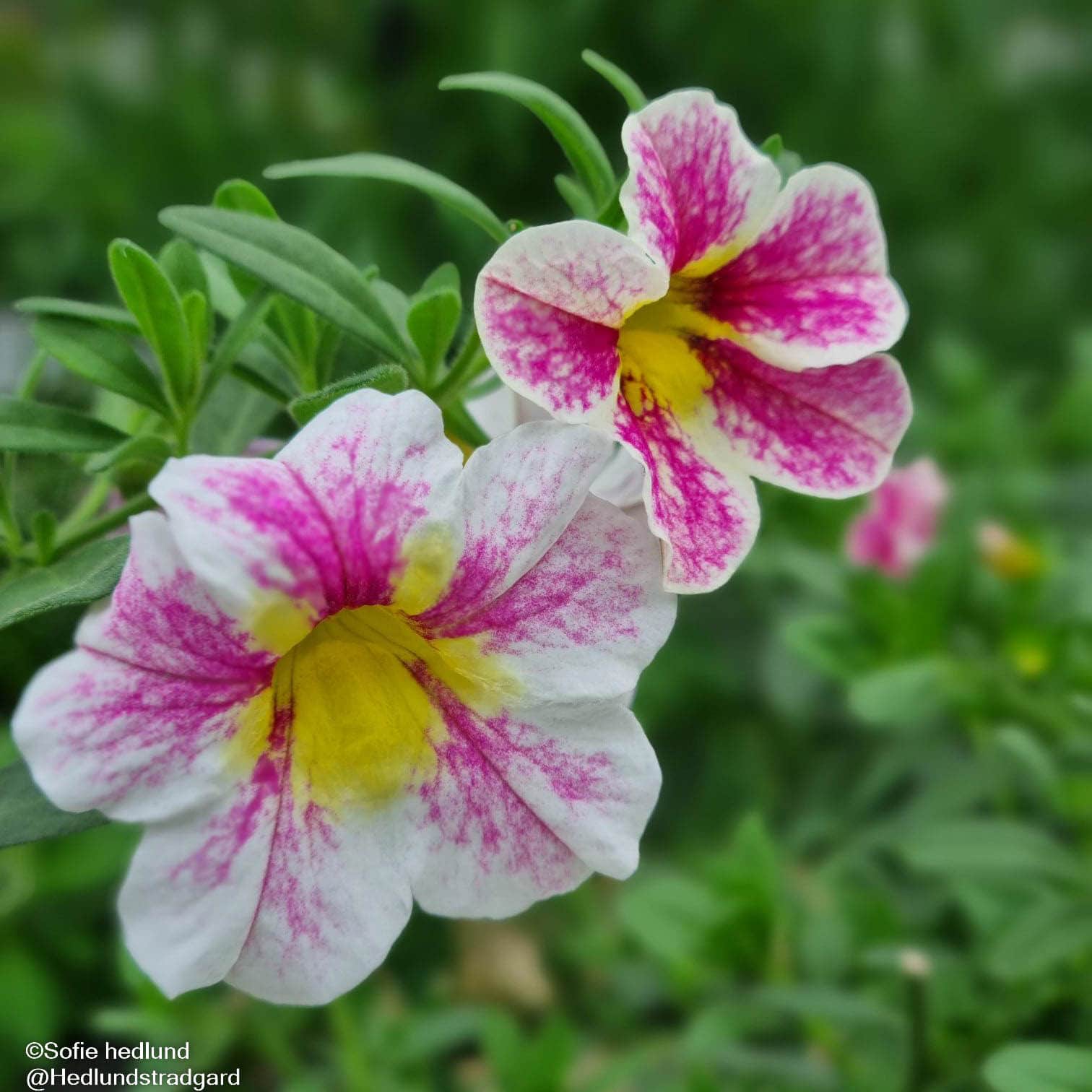 minipetunia-superbells-holy-cow-105cm-kruka-1