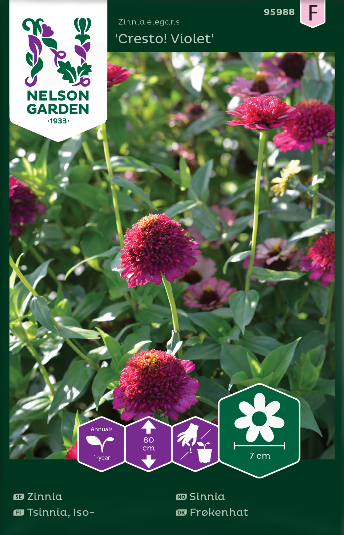 zinnia-cresto-violet-1