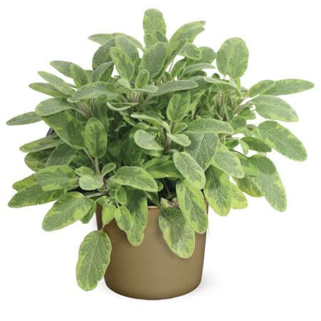 gulbrokig-kryddsalvia-icterina-12cm-kruka-3