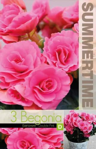 begonia-double-pink-3st-1